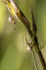 Rencontre