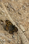 Papillon sur l&#039;ocre1