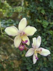 Orchidée de Cuba