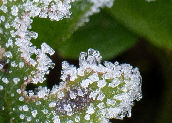 Le givre