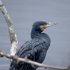 LE GRAND...CORMORAN