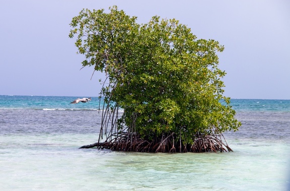 mangrove