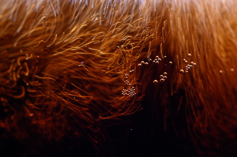 GLACON AVEC COCA.jpg