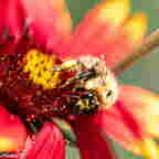 DCS 7649 - BUTINE -1 resultat