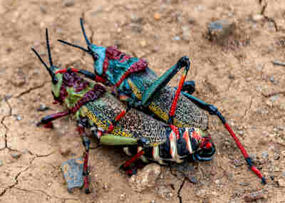 sauterelles resultat