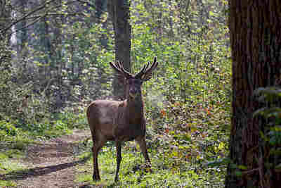 3 Dans la forêt un grand cerf resultat