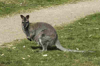 Marsupial curieux resultat