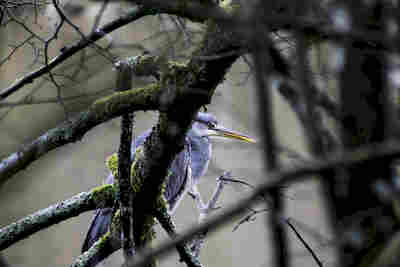 je t\'ai vu  resultat