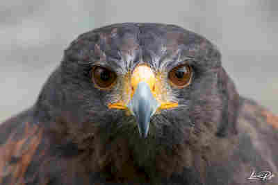 Je vous vois resultat