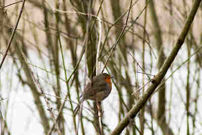 rouge-gorge resultat