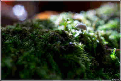 Un monde féérique resultat