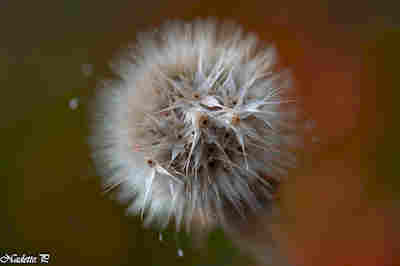 DCS 6913- GRAINE DE STAR-6913 resultat